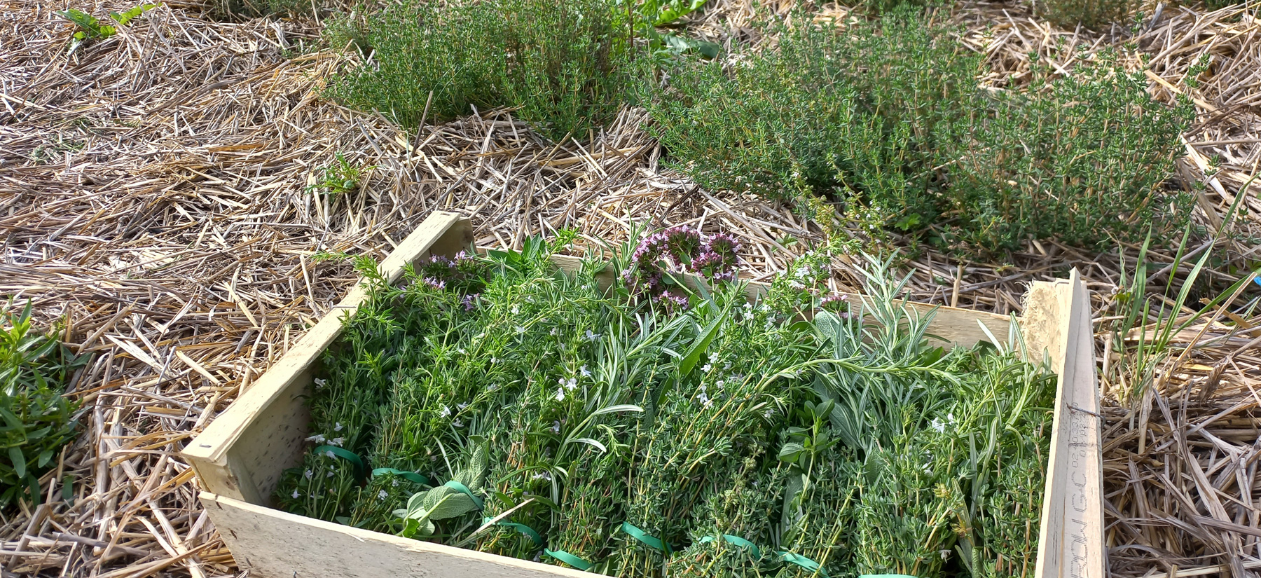 bouquets-garnis-bio-manche