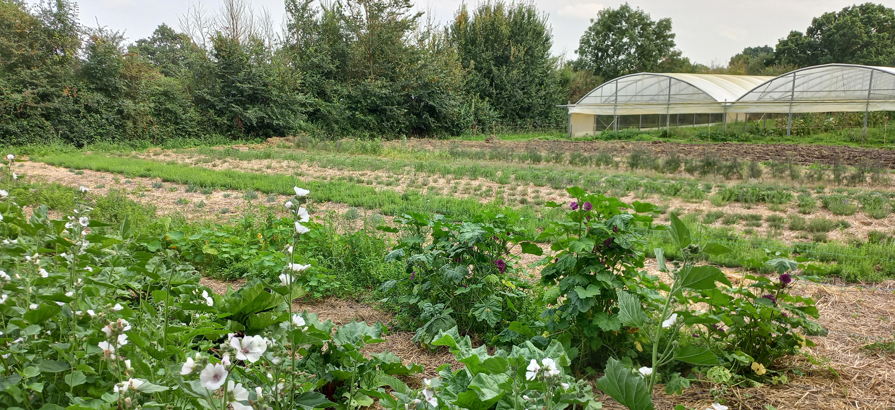 plantations-jardin-petite-pervenche