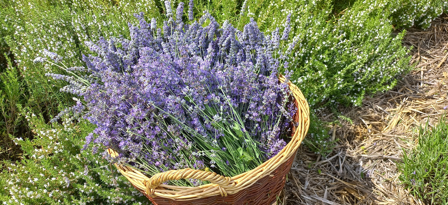 récolte-lavande
