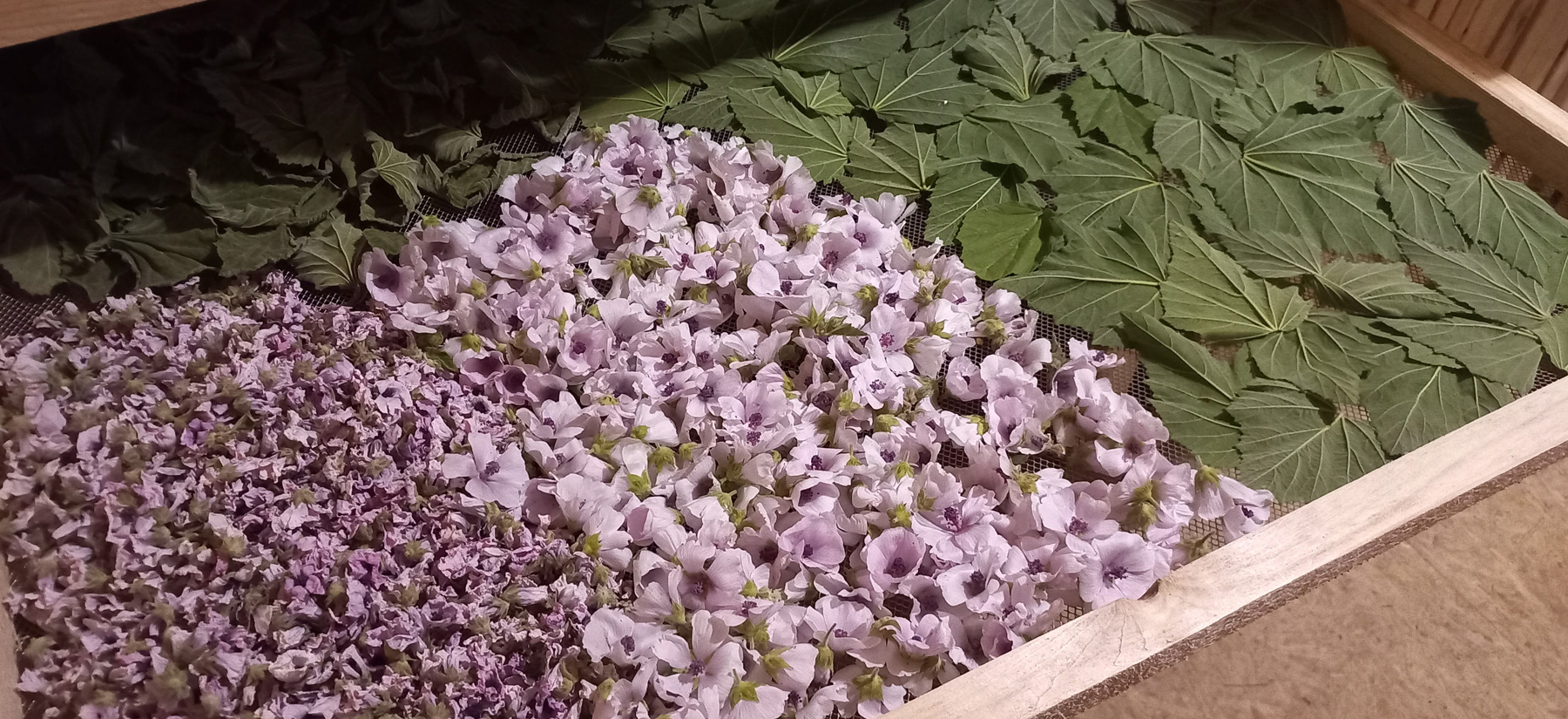 sechage-de-plantes-fleurs