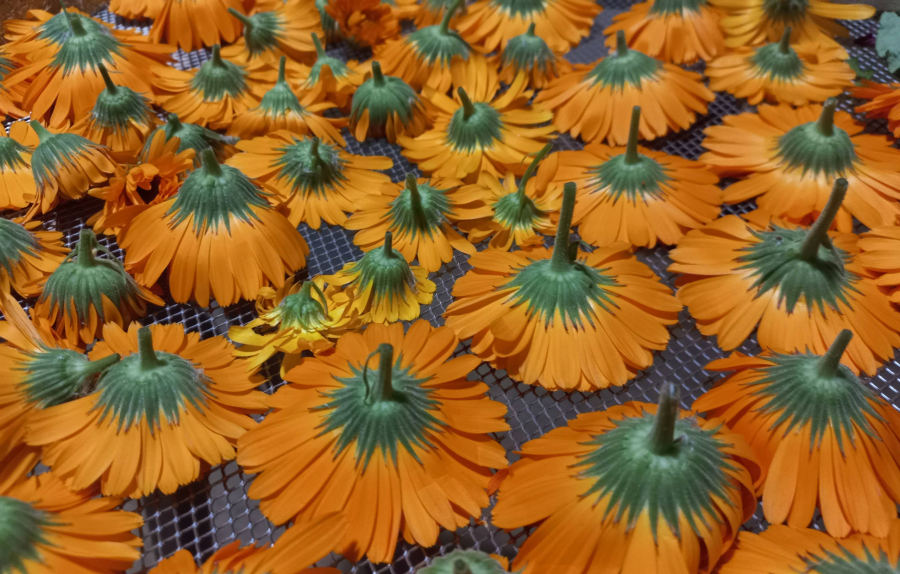 Le séchage des plantes