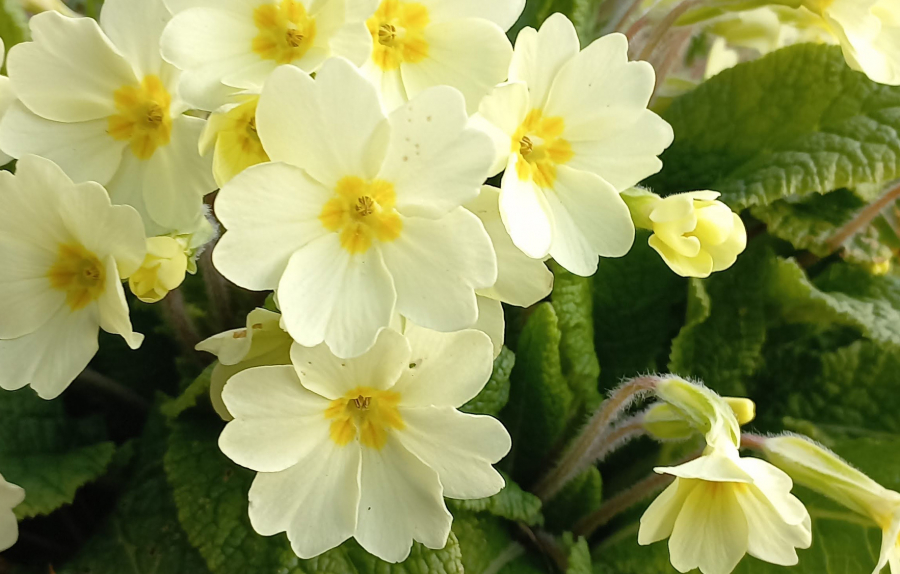 Une primevère a fait le printemps